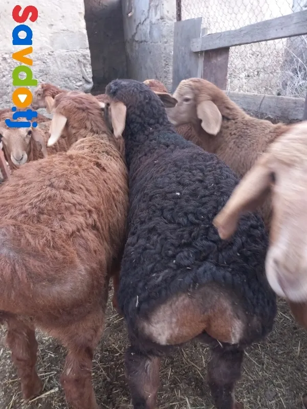 Барра