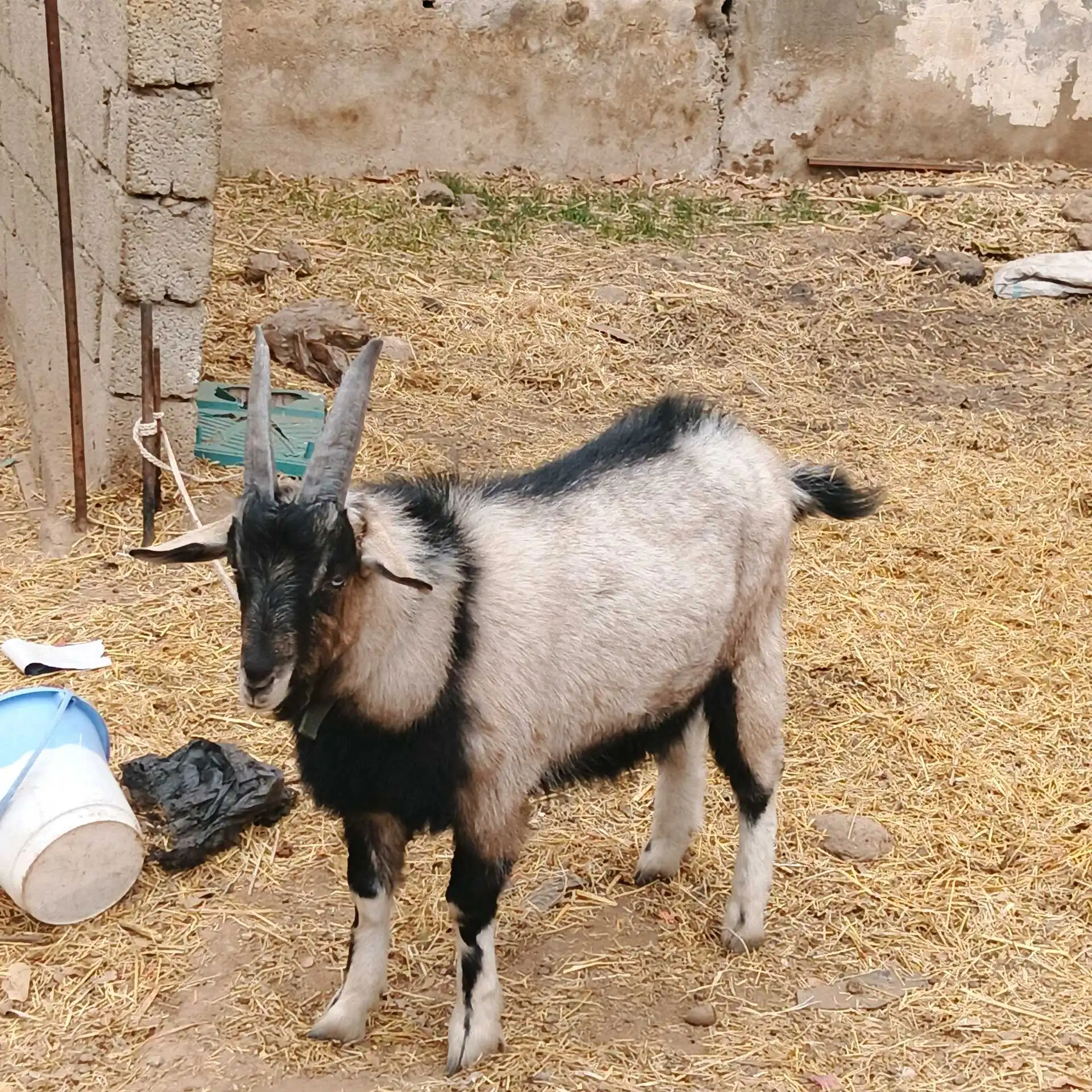 Такачаи Алпийский 