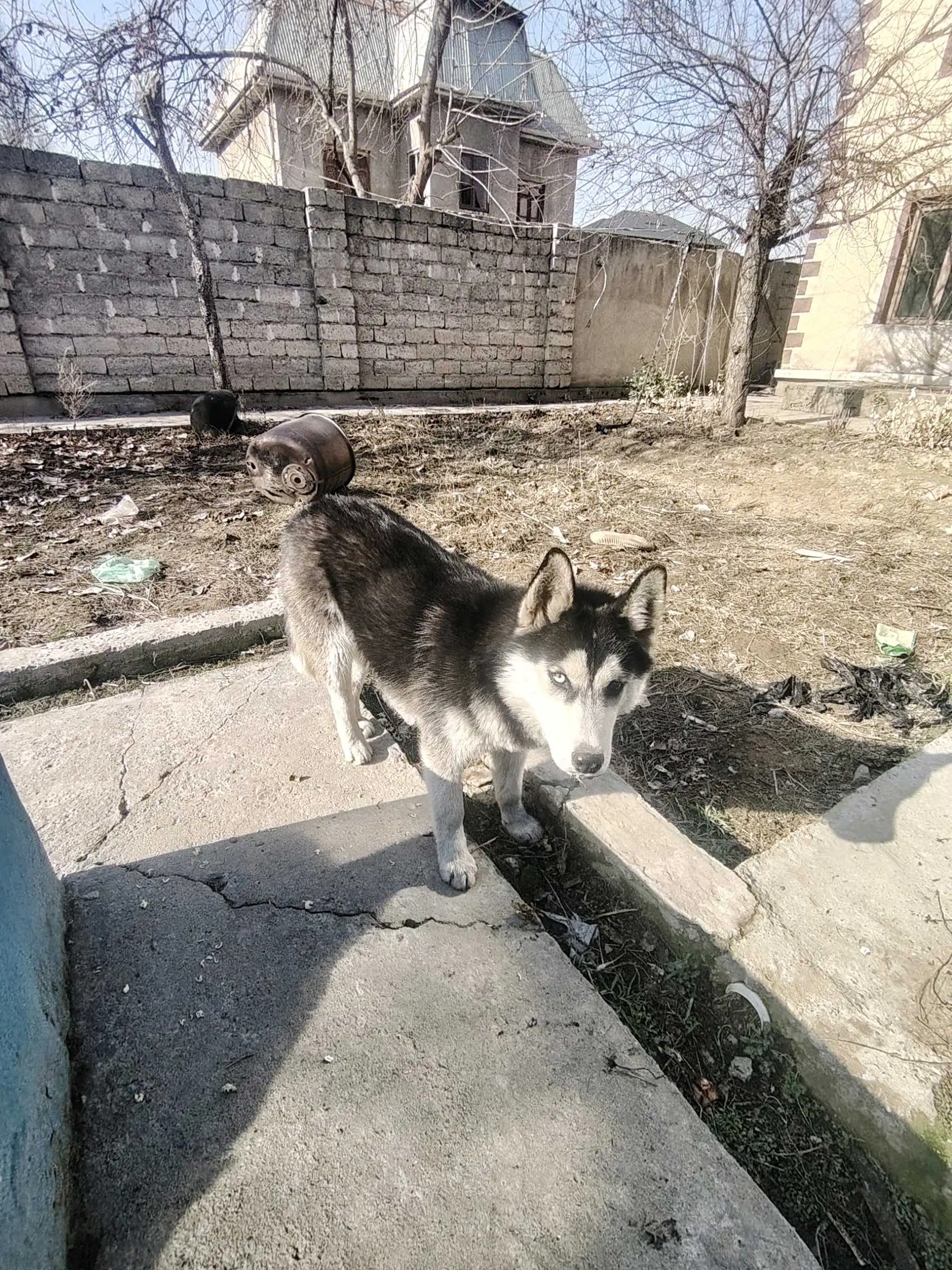 Хаски 
