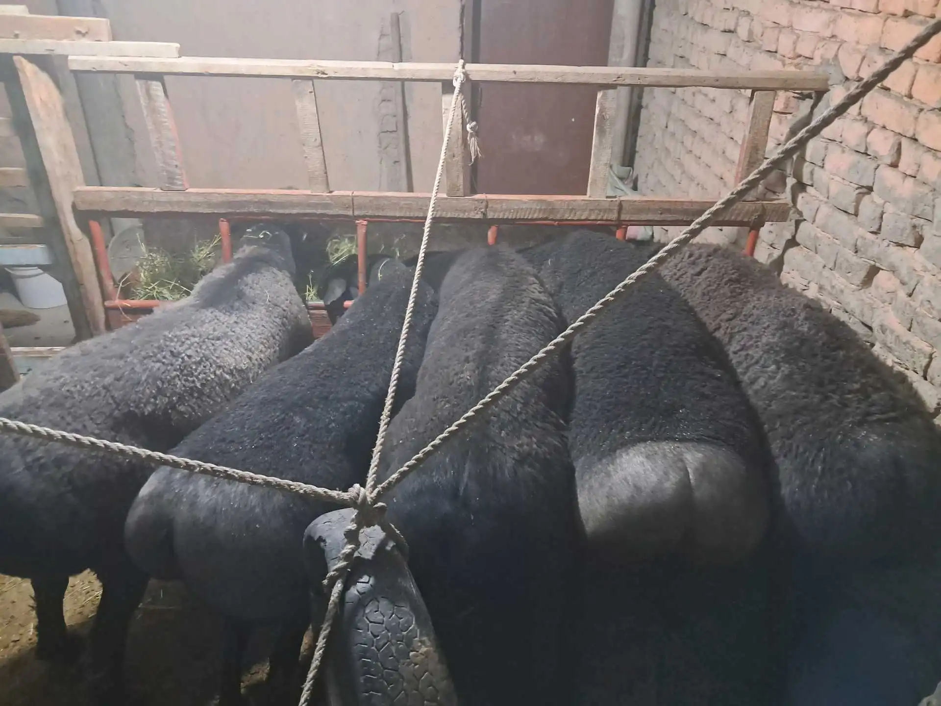 Гусфандои ҲИСОР
