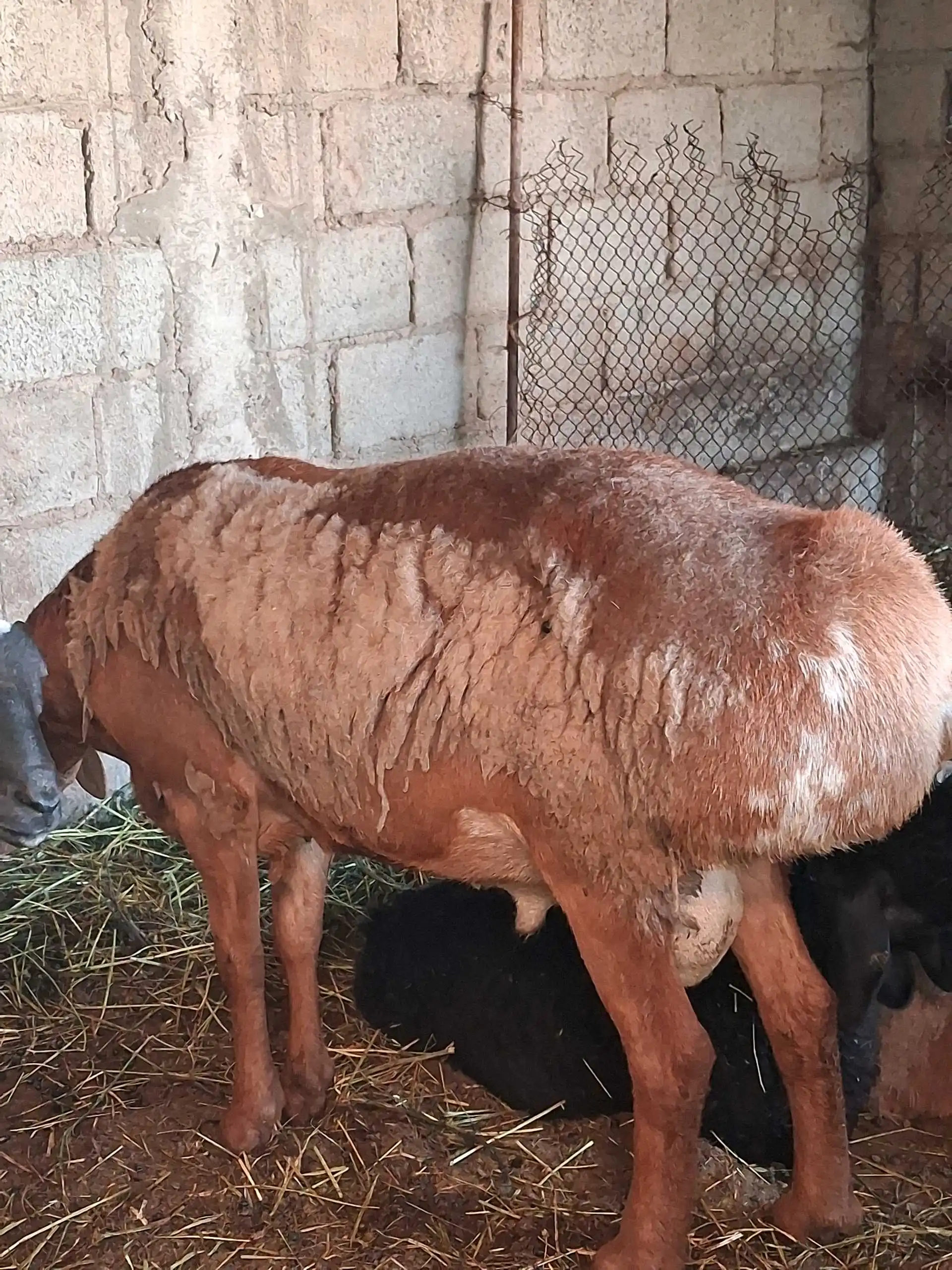 гусфандҳо