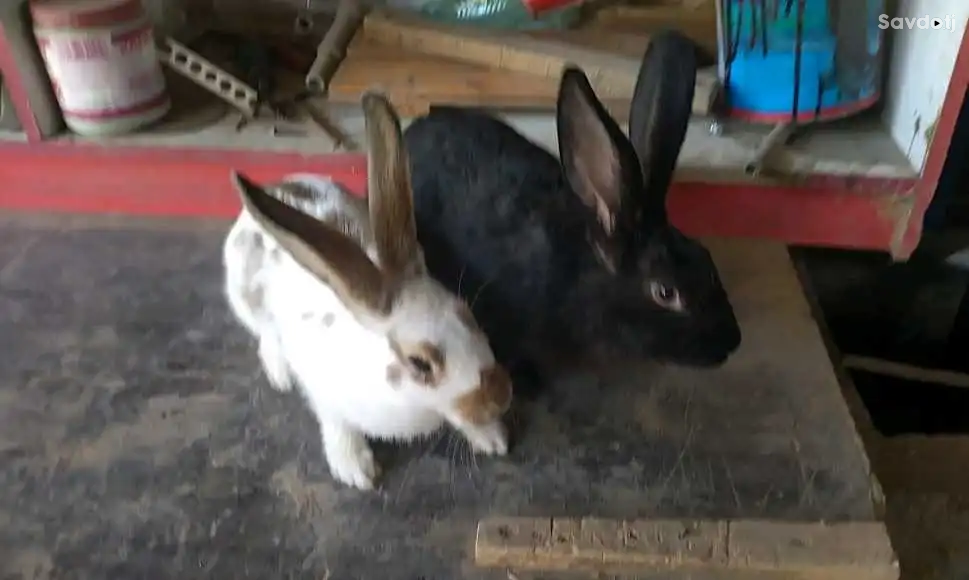 Харгуш