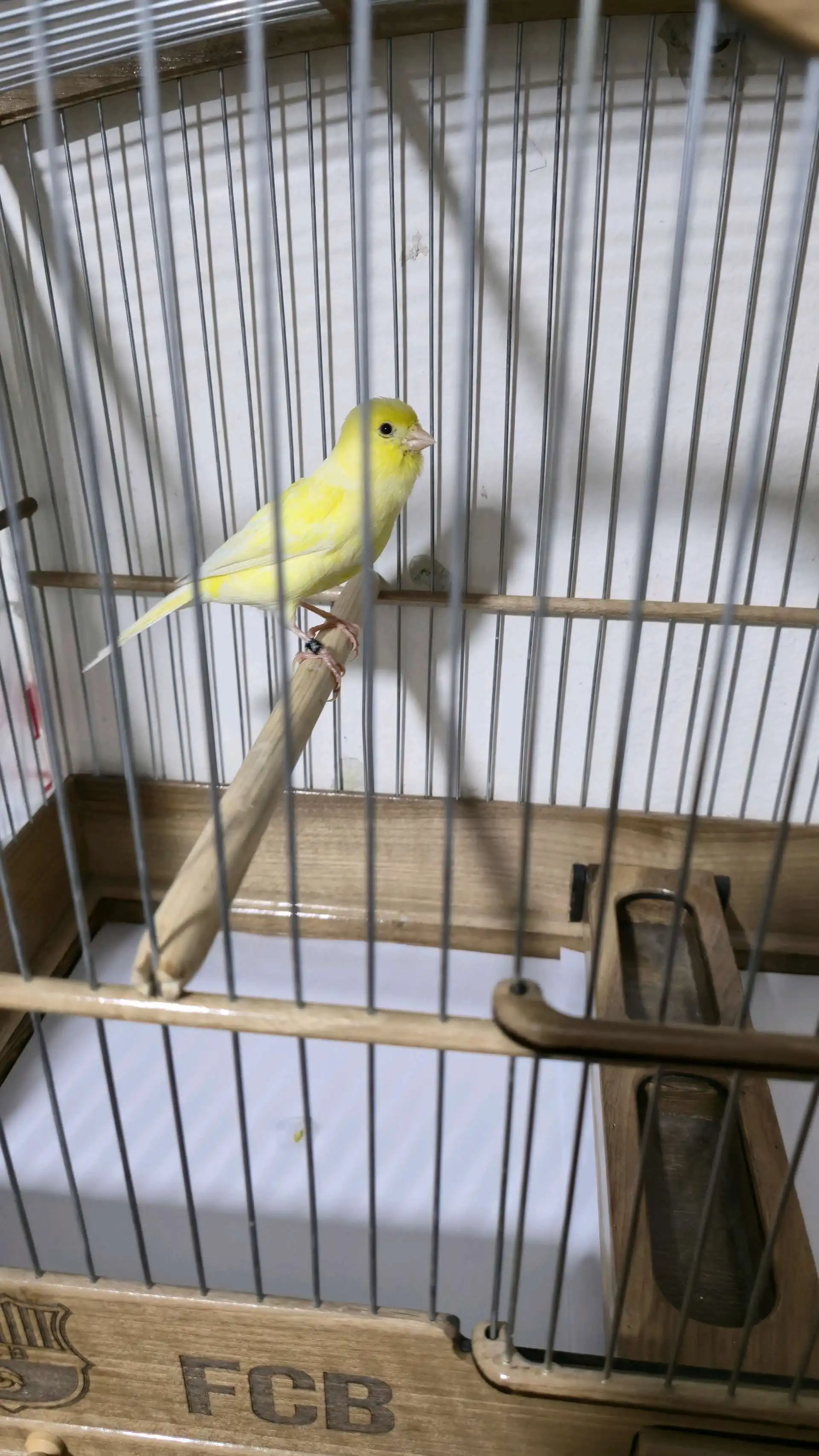 канарейка