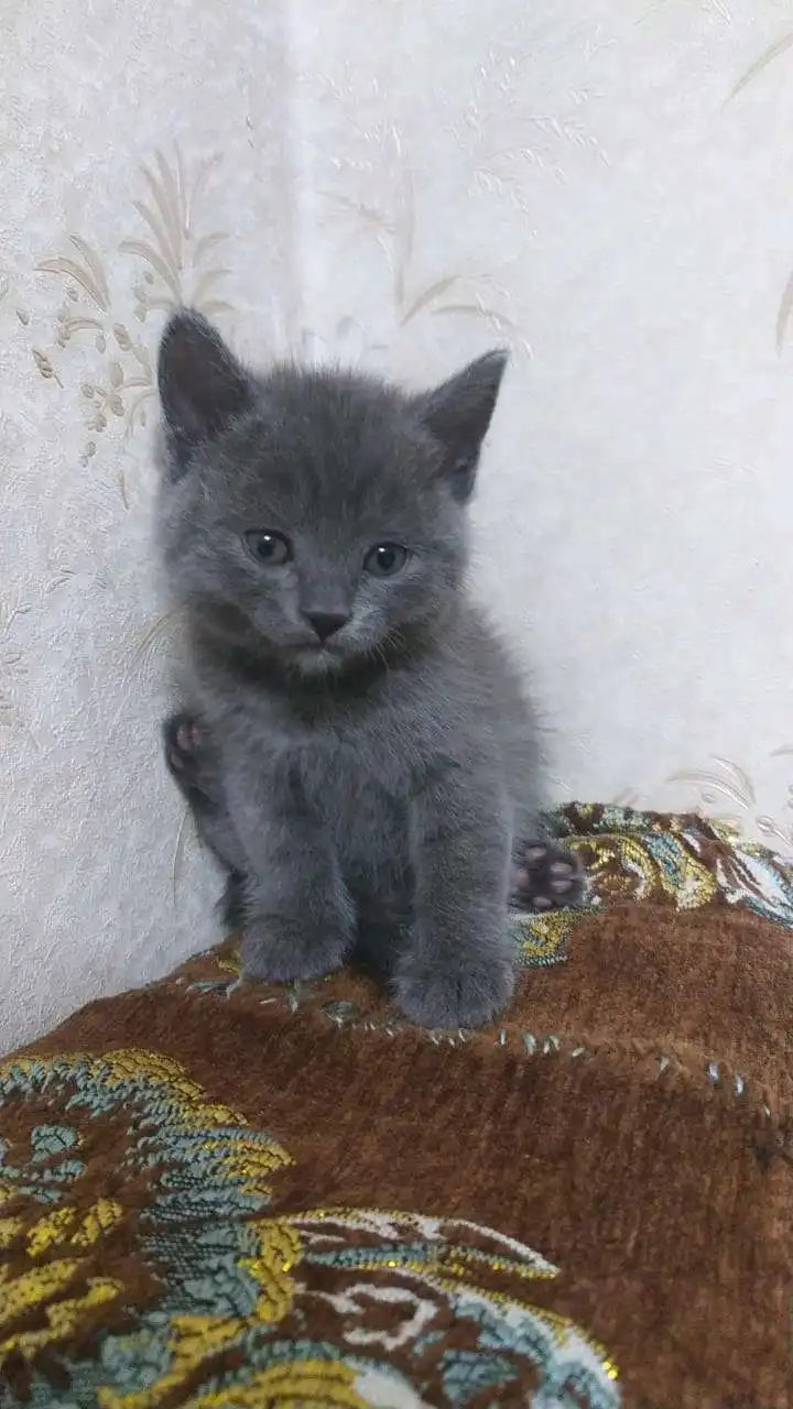 шотландский прямоухий котёнок 
