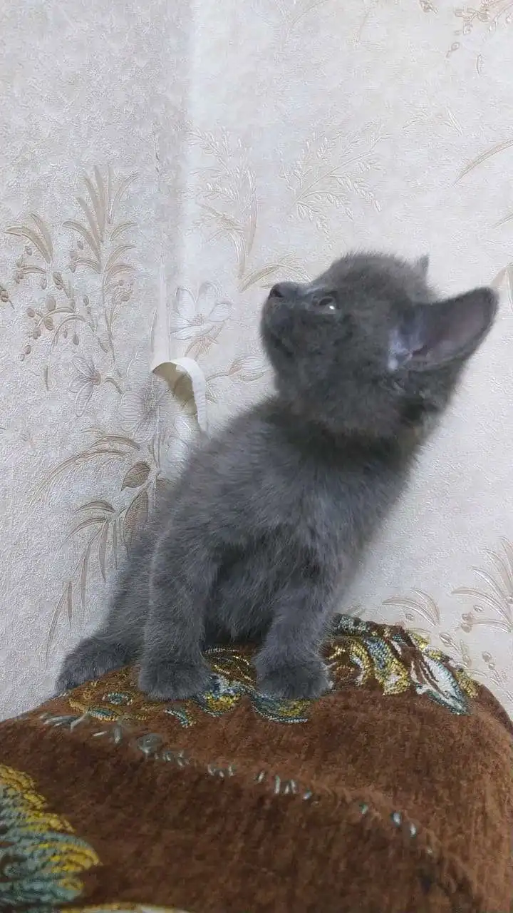 шотландский прямоухий котёнок 