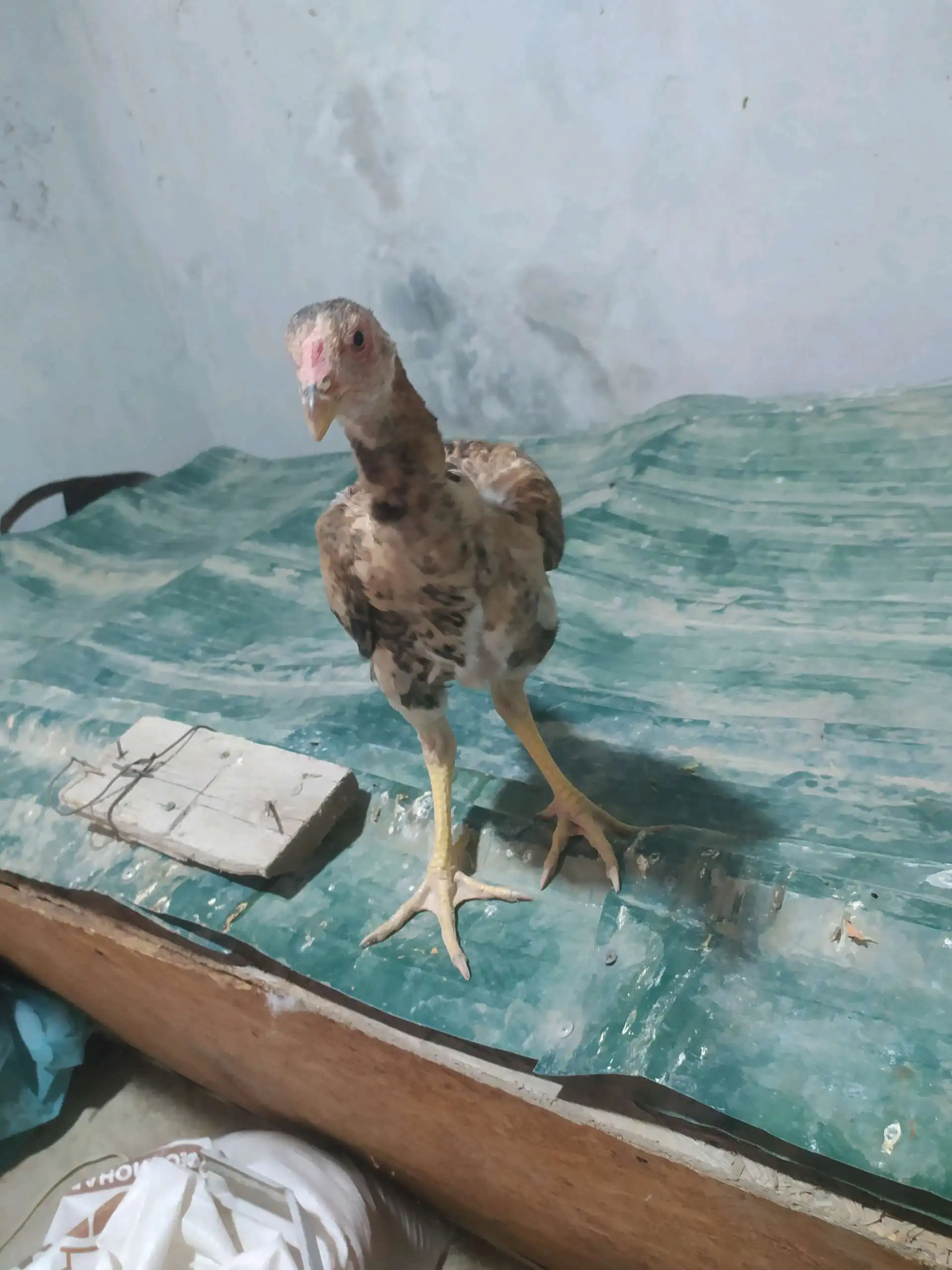 чучи даканг