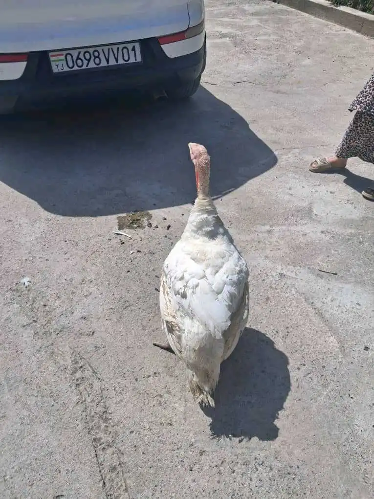 Индюк