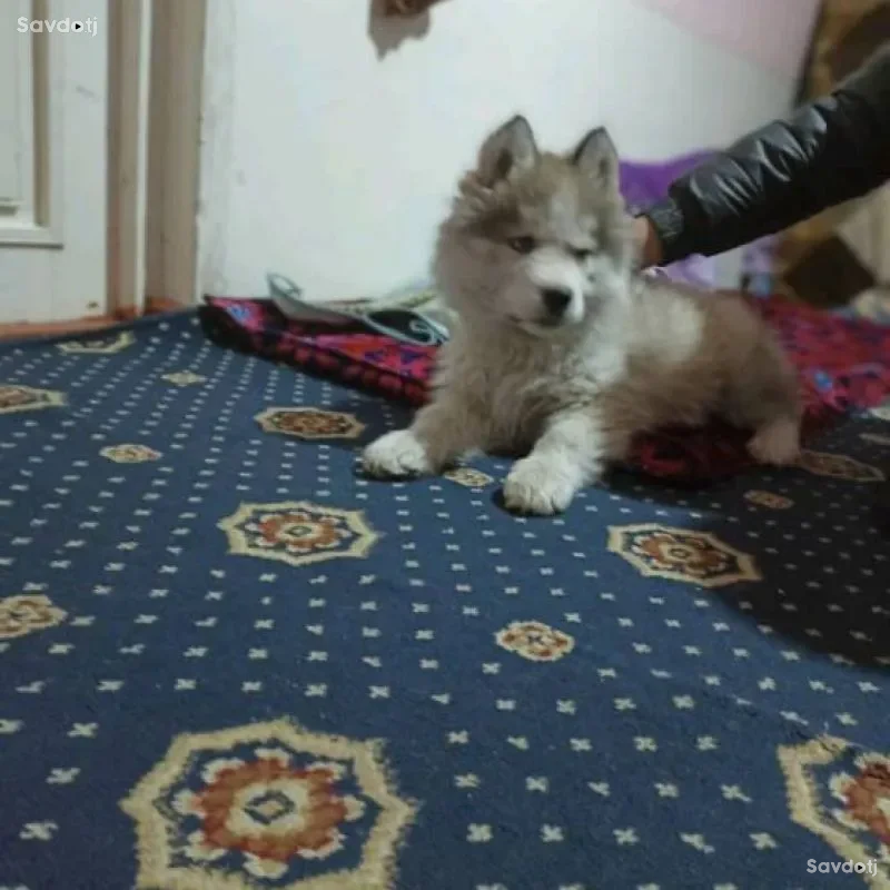 Хаски