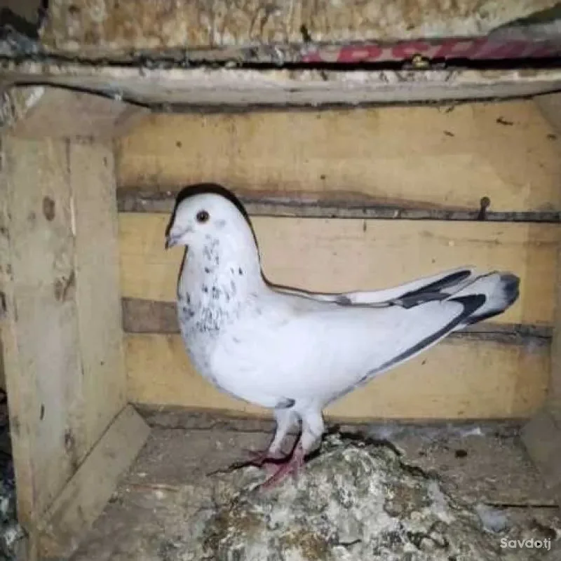 кафтар