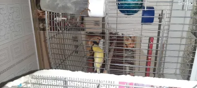 Канарейка 