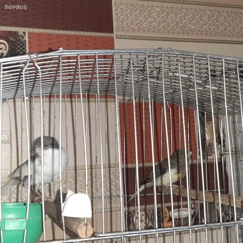 Канарейка 