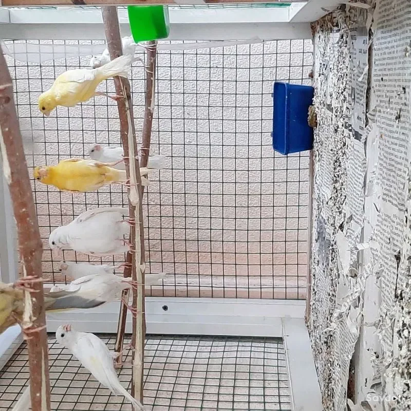 Канарейка 