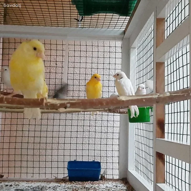 Канарейка 