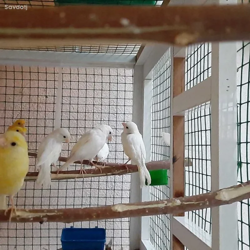 Канарейка 