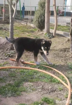 сабака