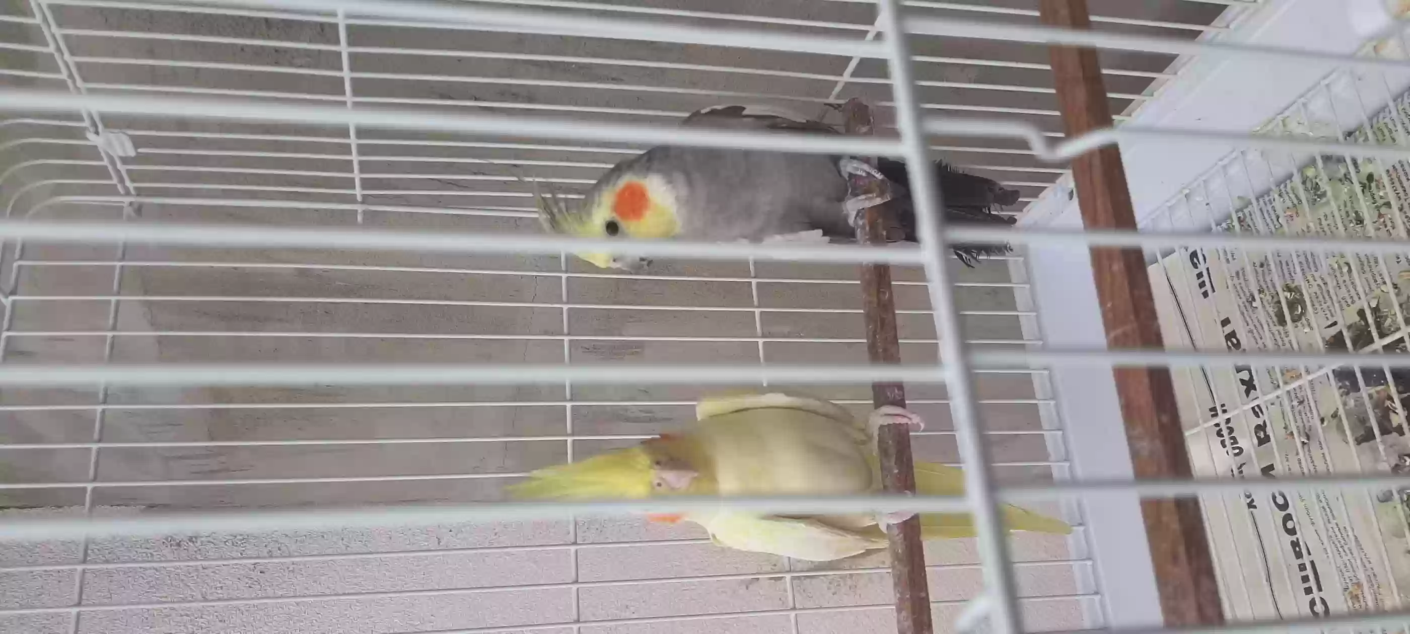 кореро 