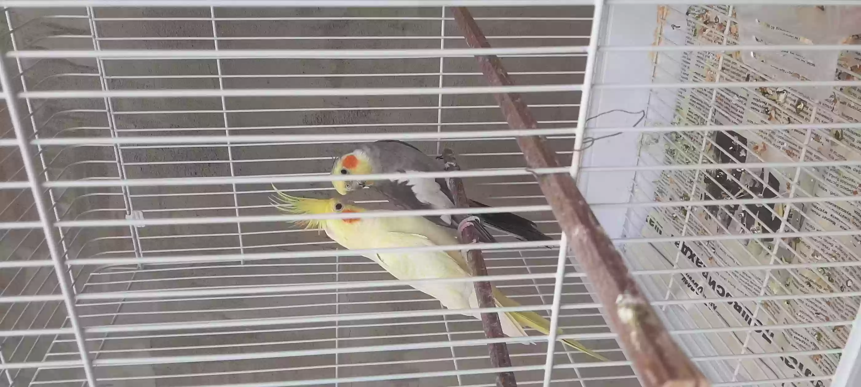кореро 