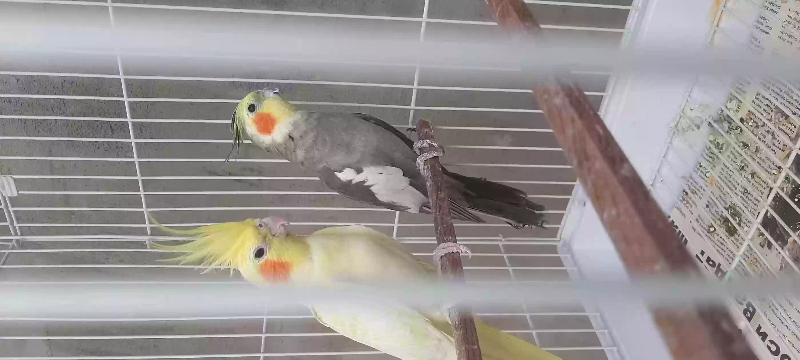 кореро 