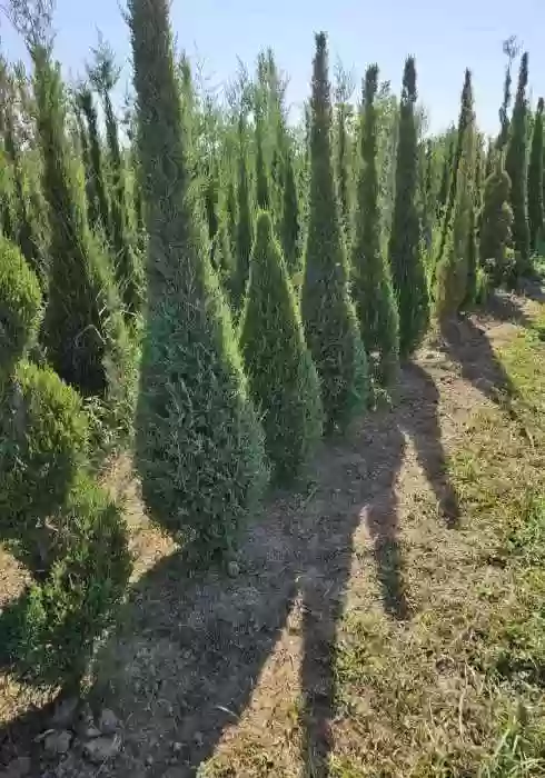 Моржовелниак