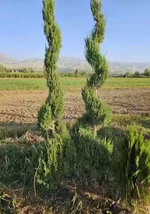 Можжевельник спирал