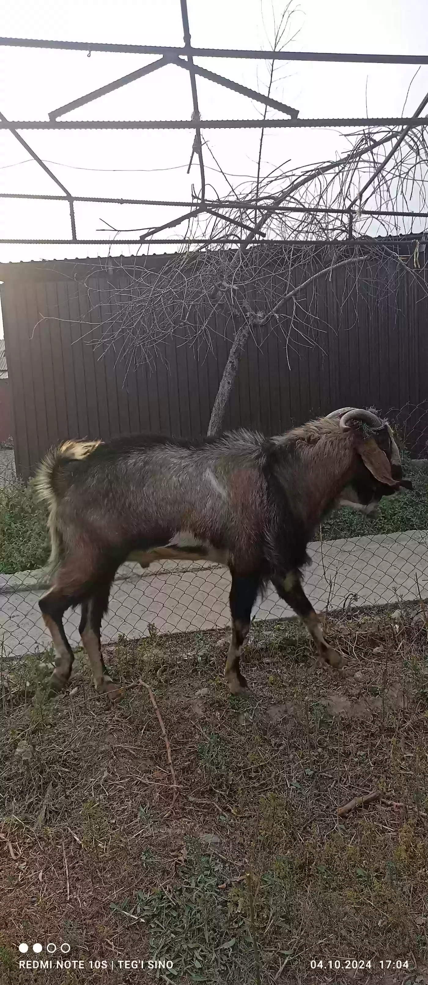 Буз покистони