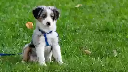 Тухми Газон Grass Mixture 