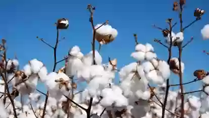 Тухми Пахта Bossa