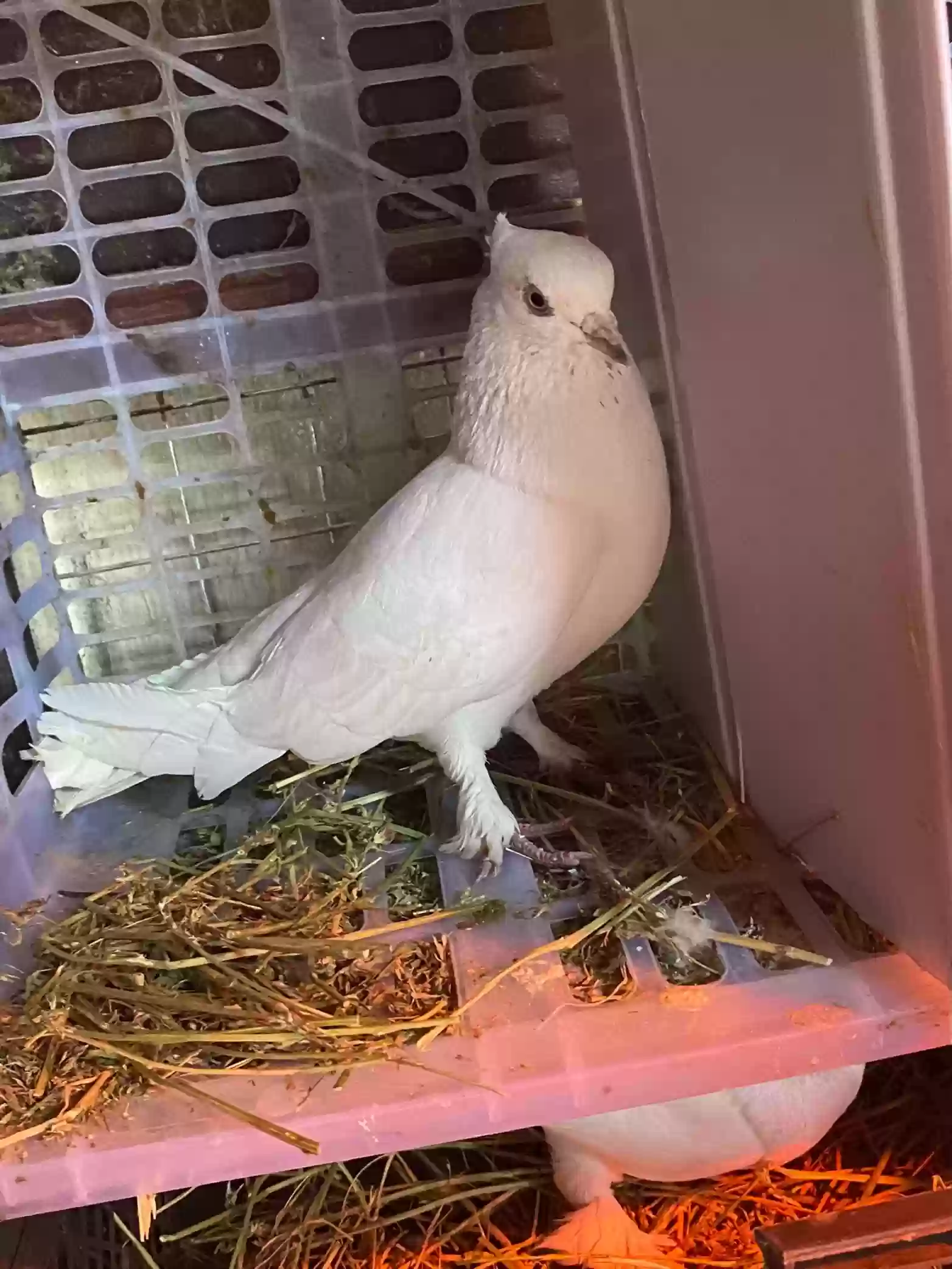 Кафтар