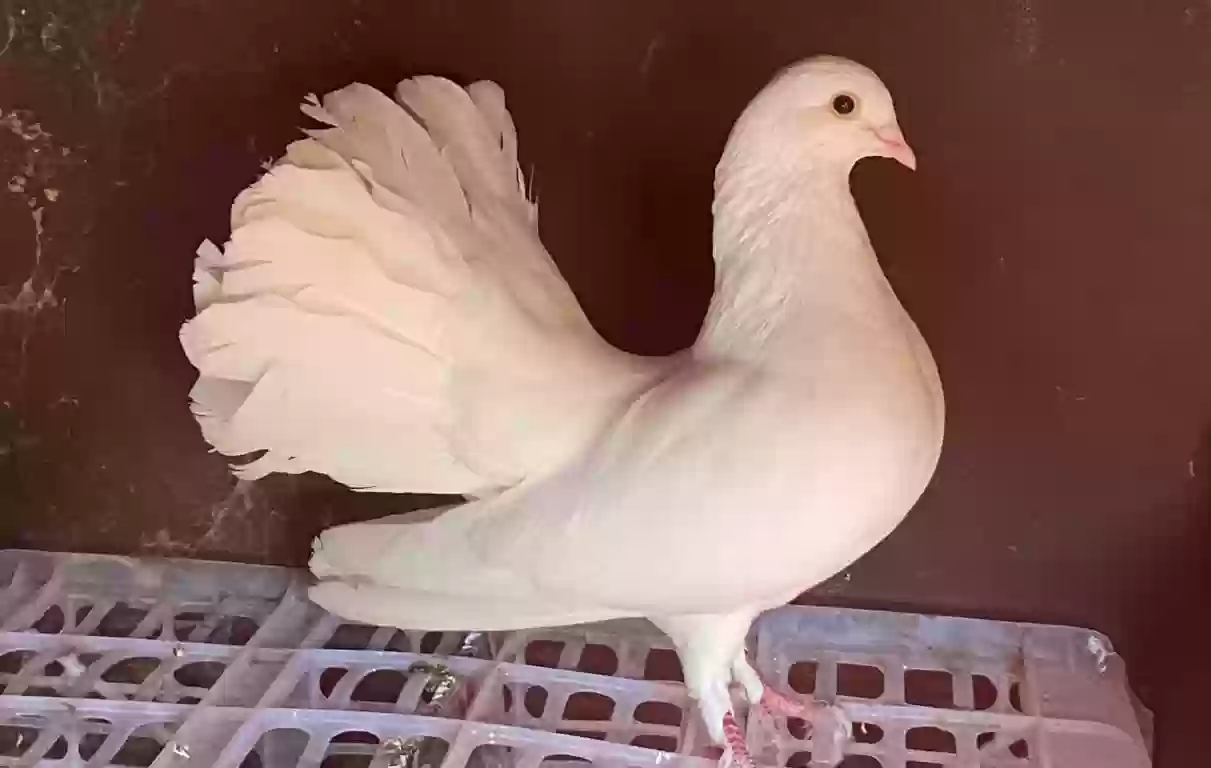 Кафтар 