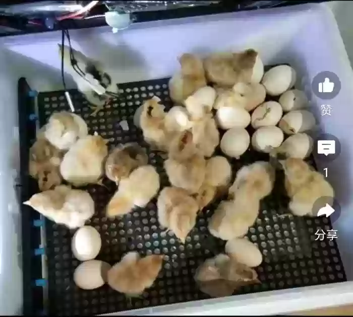 Инкубатор 