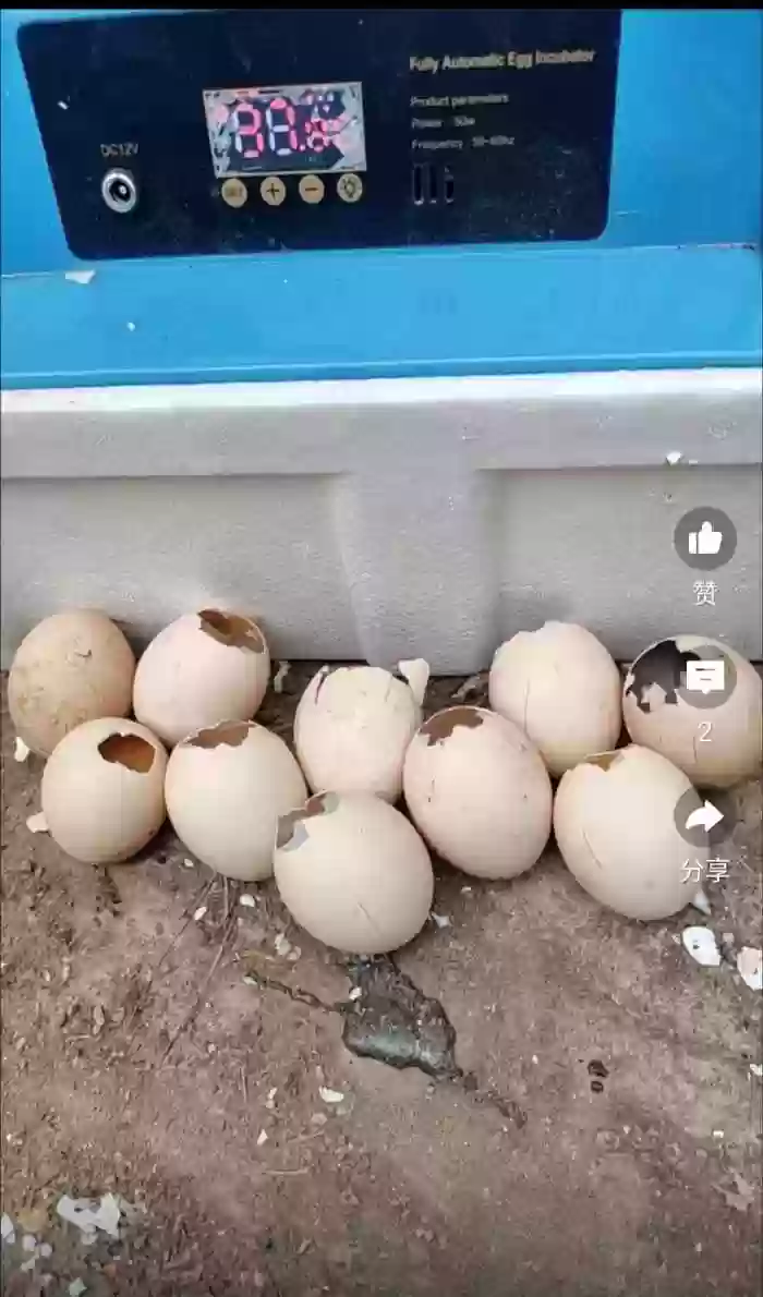 Инкубатор 