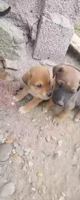 кучукча 