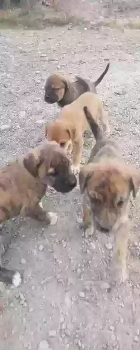 кучукча 