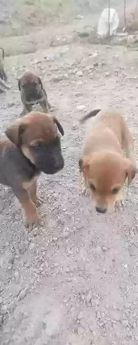 кучукча 
