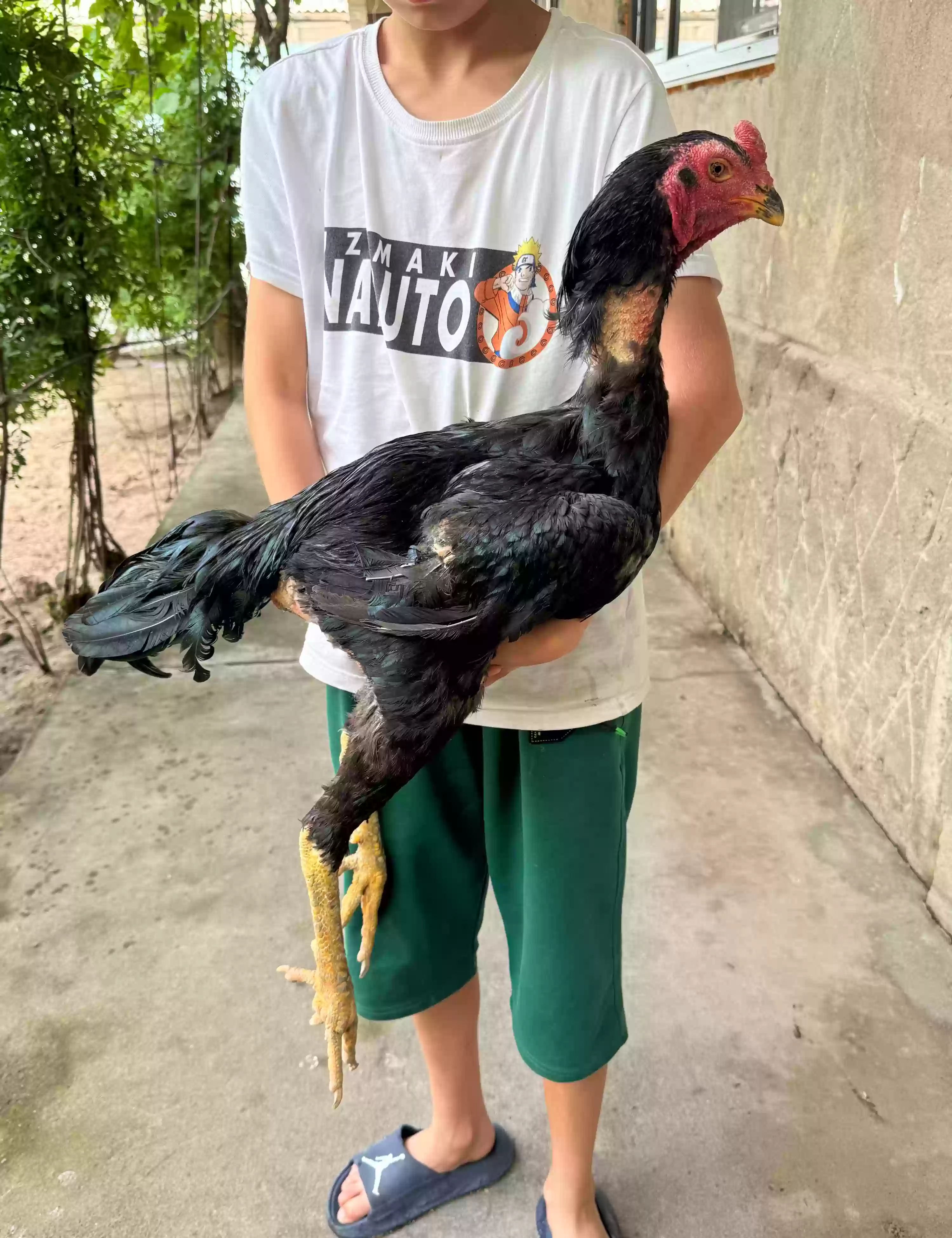 тухми дакан