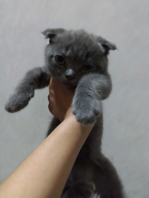 шотландские вислоухие котята