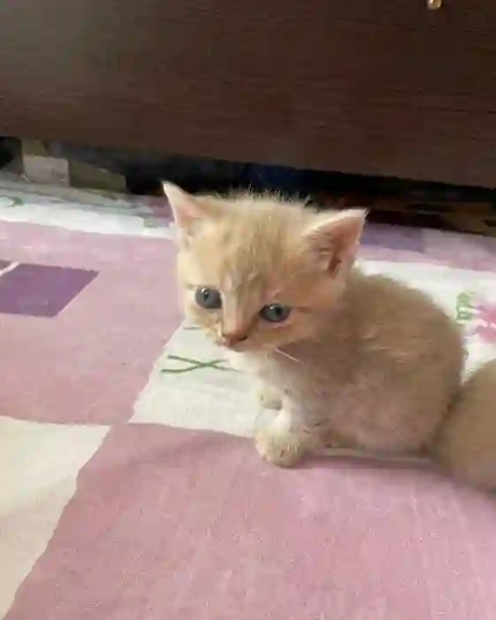Котята