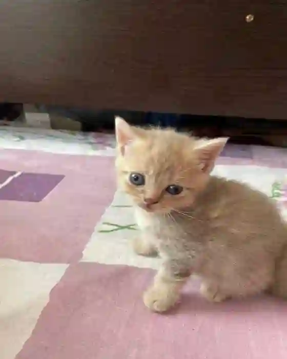 Котята
