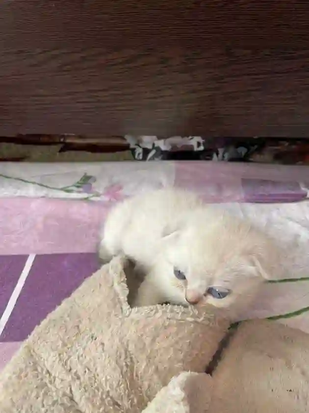 Котята