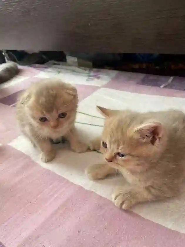 Котята