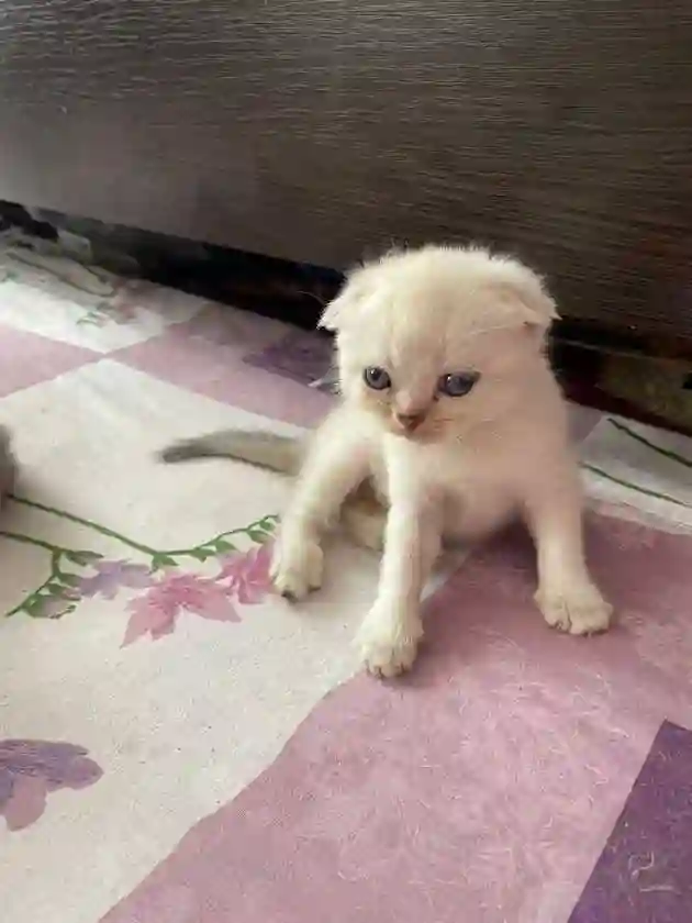 Котята