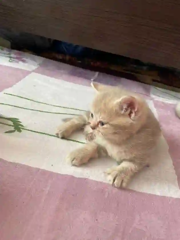 Котята