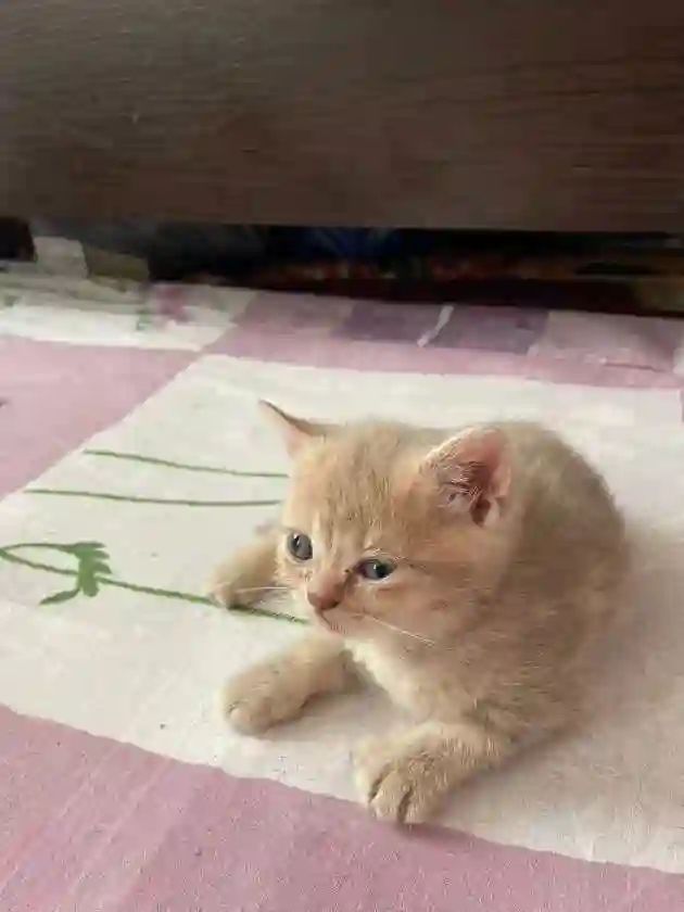 Котята