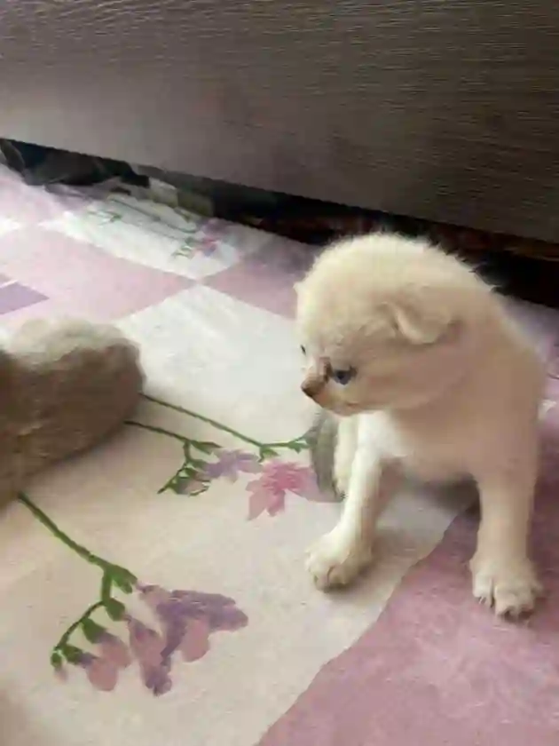Котята