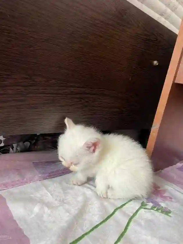 Котята