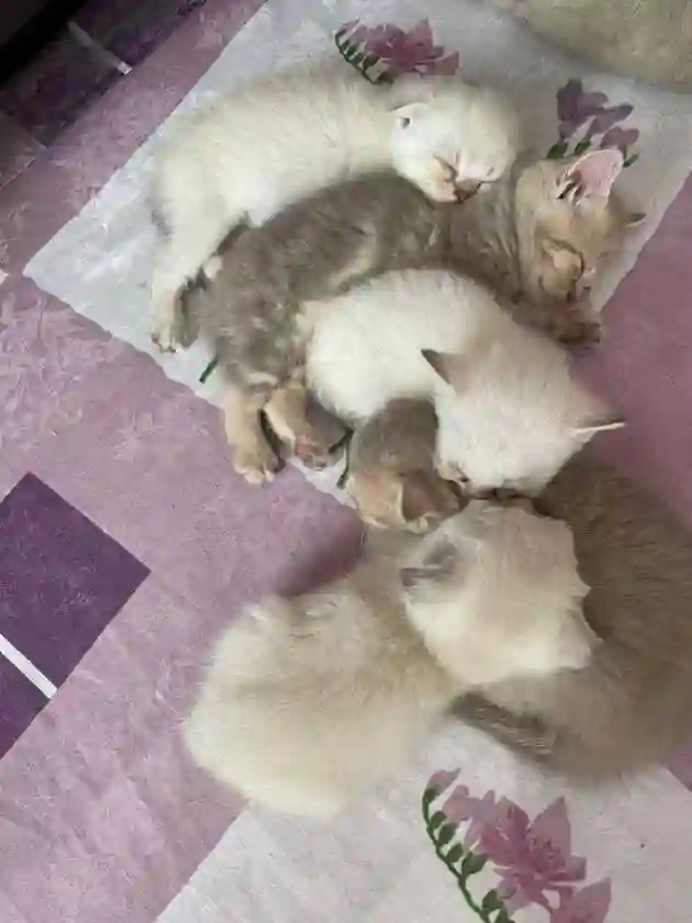 Котята