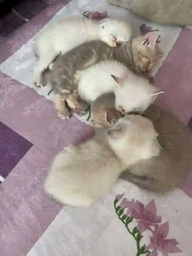 Котята