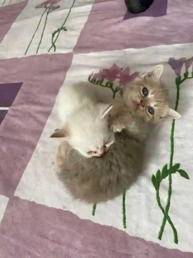 Котята