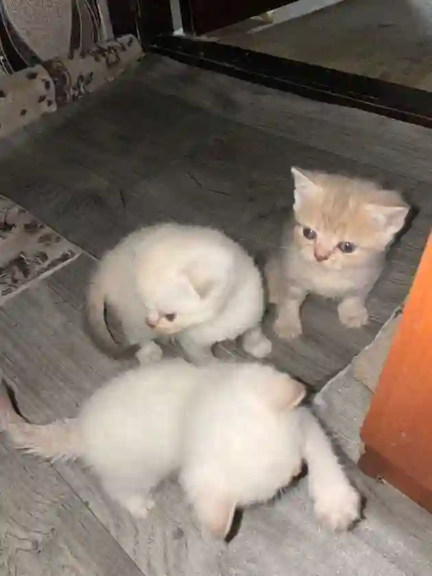 Котята