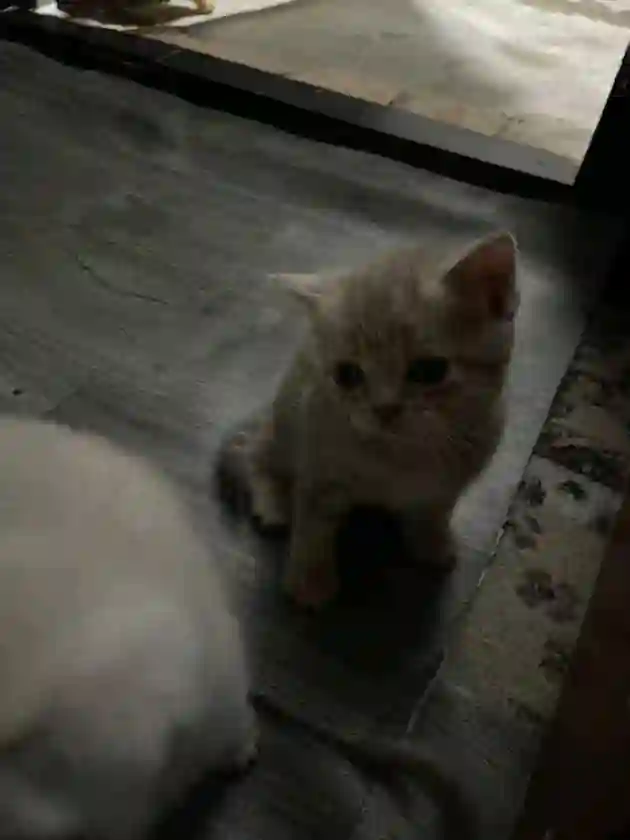 Котята
